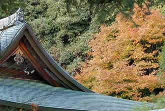 Autumn leaves at Ryoanji temple, Kyoto